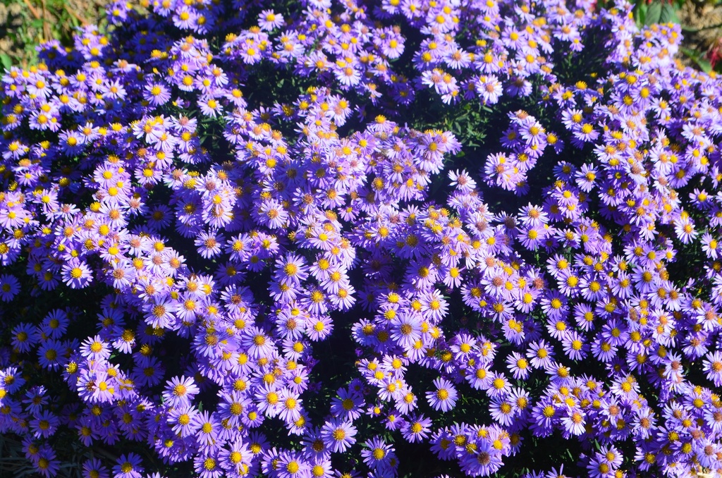 Aster dumosus 'Prof. Anton Kippenberg'