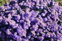 Aster dumosus 'Prof. Anton Kippenberg'