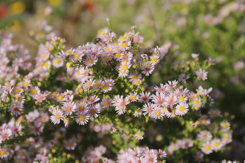 Aster ericoides 'Lovely' (Bio)