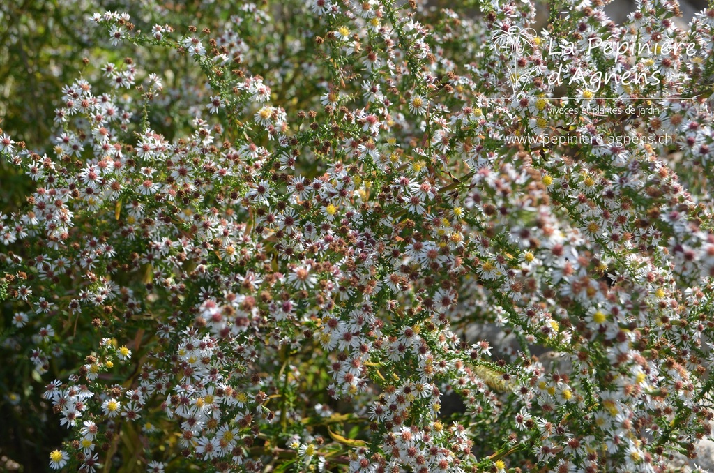 Aster ericoides 'Weisserzwerg'