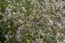 Aster ericoides 'Weisserzwerg'