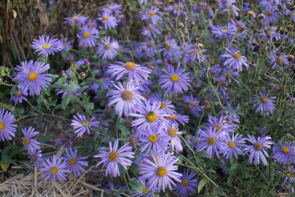 Aster frikartii (x) 'Mönch' (Bio)