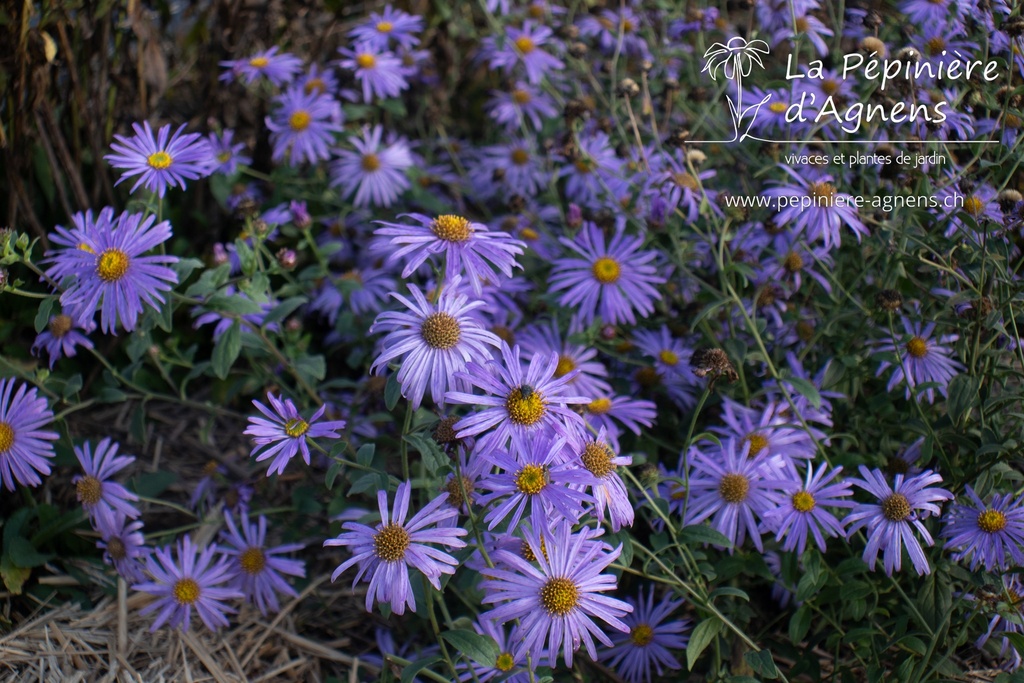 Aster frikartii (x) 'Mönch'