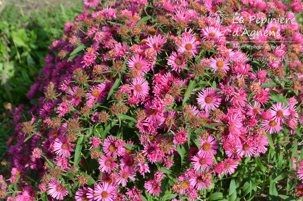 Aster novae-angliae 'Alma Pötschke'