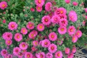 Aster novae-angliae 'Alma Pötschke'