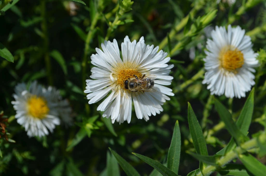 Aster novae-angliae 'Herbstschnee' (Bio)