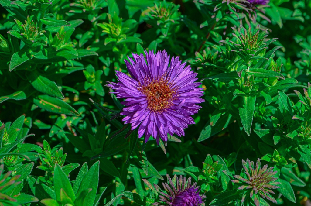 Aster novae-angliae 'Purple Dome' (Bio)
