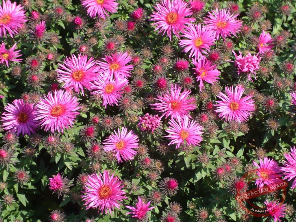Aster novae-angliae 'Vibrant Dome'