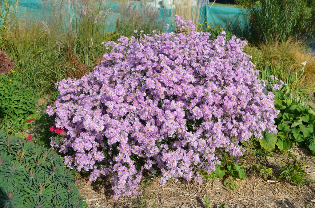 Aster pringlei 'Pink Star' (Bio, 1 Lt.)
