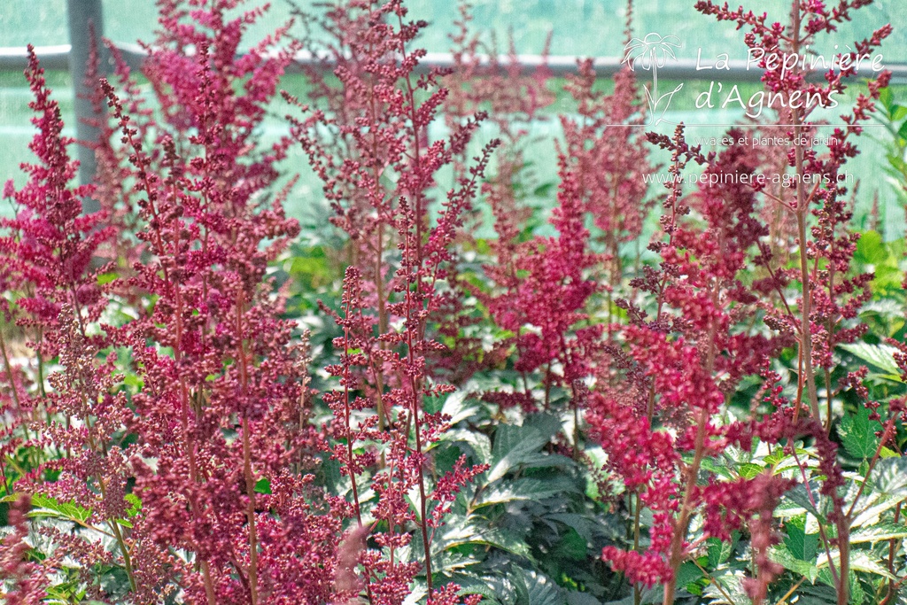 Astilbe arendsii (x) 'Fanal'