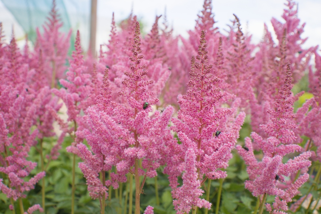 Astilbe chinensis 'Vision in Pink'