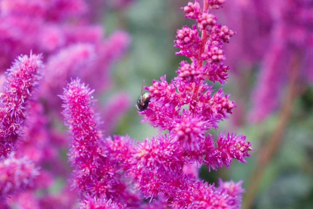 Astilbe chinensis 'Vision in Red'