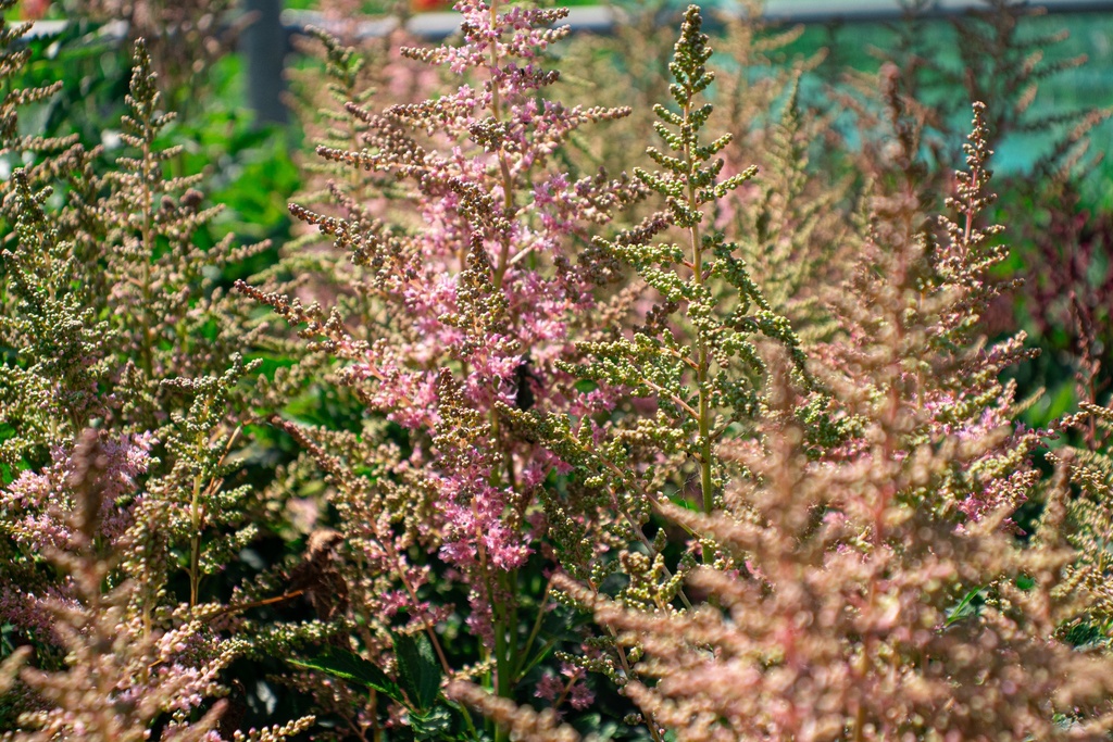 Astilbe hybride 'Country et Western' (Bio)