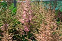 Astilbe hybride 'Country et Western'