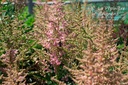 Astilbe hybride 'Country et Western'