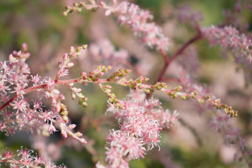 Astilbe simplicifolia 'Sprite' (Bio)