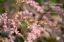 Astilbe simplicifolia 'Sprite'