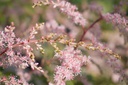 Astilbe simplicifolia 'Sprite'