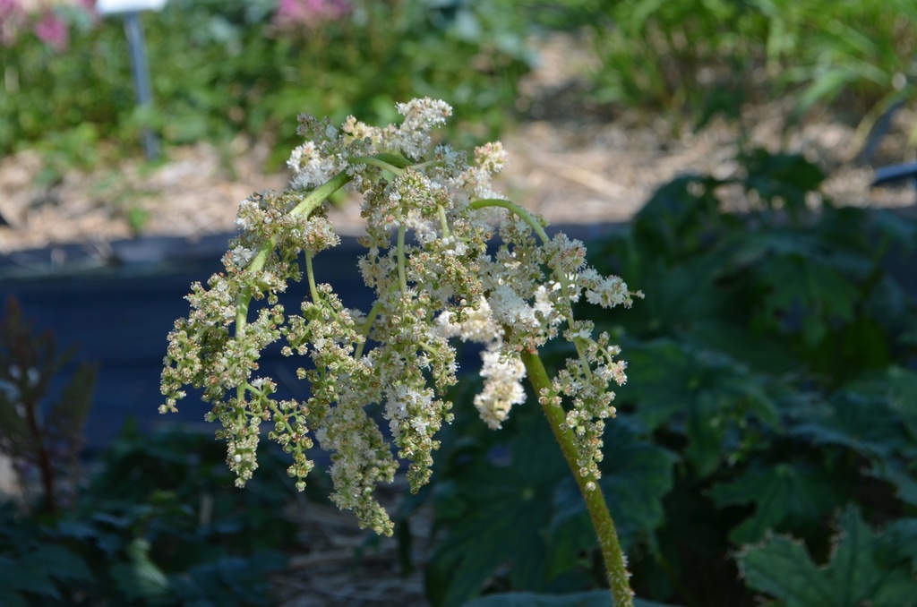 Astilboides tabularis