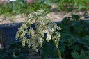 Astilboides tabularis