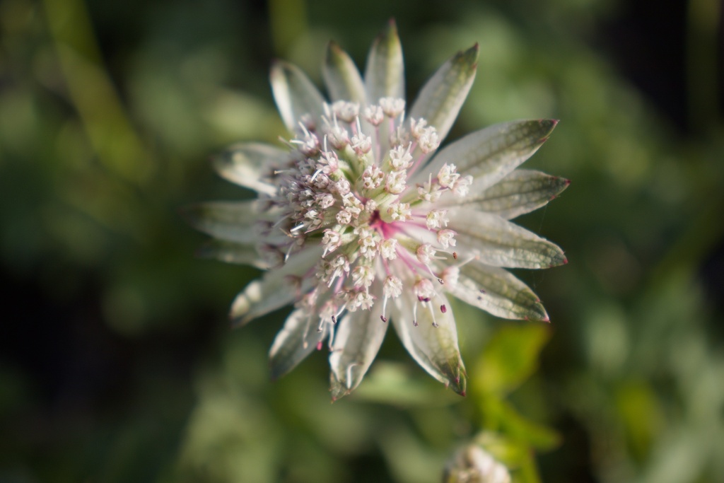 Astrantia major (Bio)