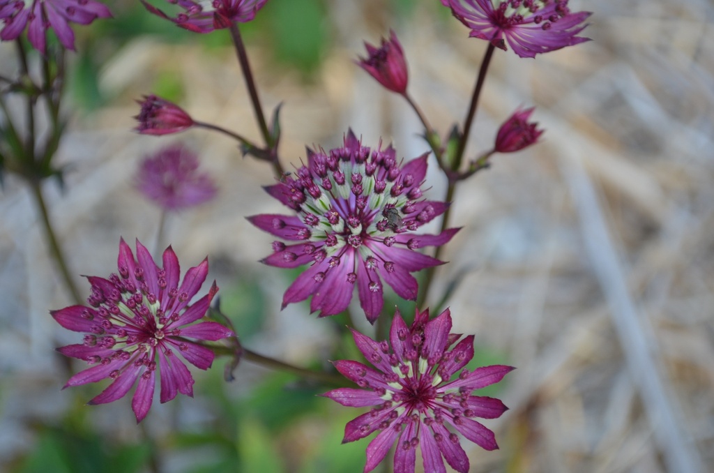 Astrantia major 'Claret' (Bio)