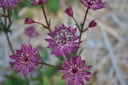 Astrantia major 'Claret'