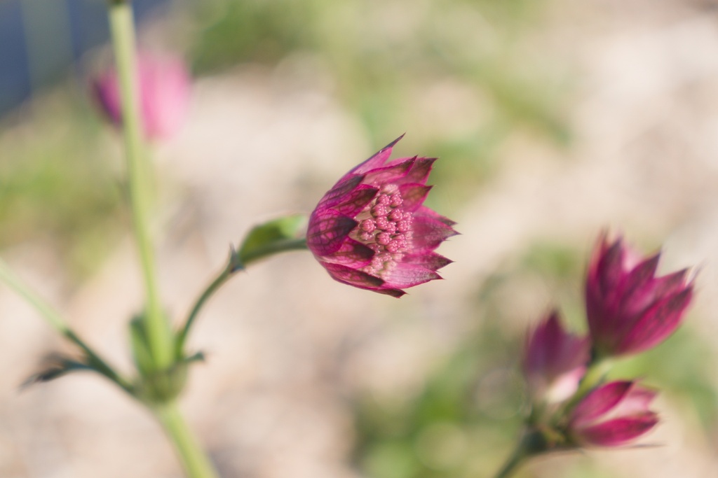Astrantia major 'Roma' (Bio)