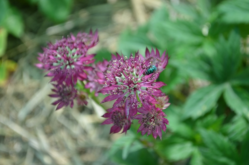 Astrantia major 'Ruby Wedding'