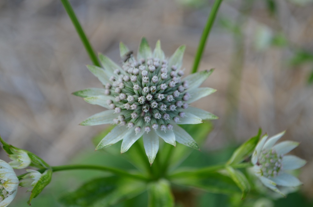 Astrantia major 'Star of Billion' (Bio)