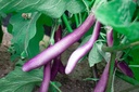 Aubergine cultivar 'Pink Lady'