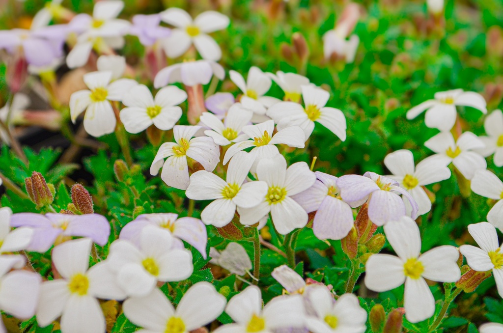 Aubrieta hybride 'Alba'
