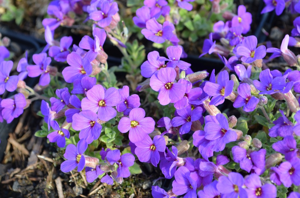 Aubrieta hybride 'Hamburger Stadtpark' (Bio)