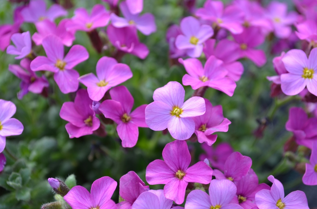 Aubrieta hybride 'Rosenteppich' (Bio)