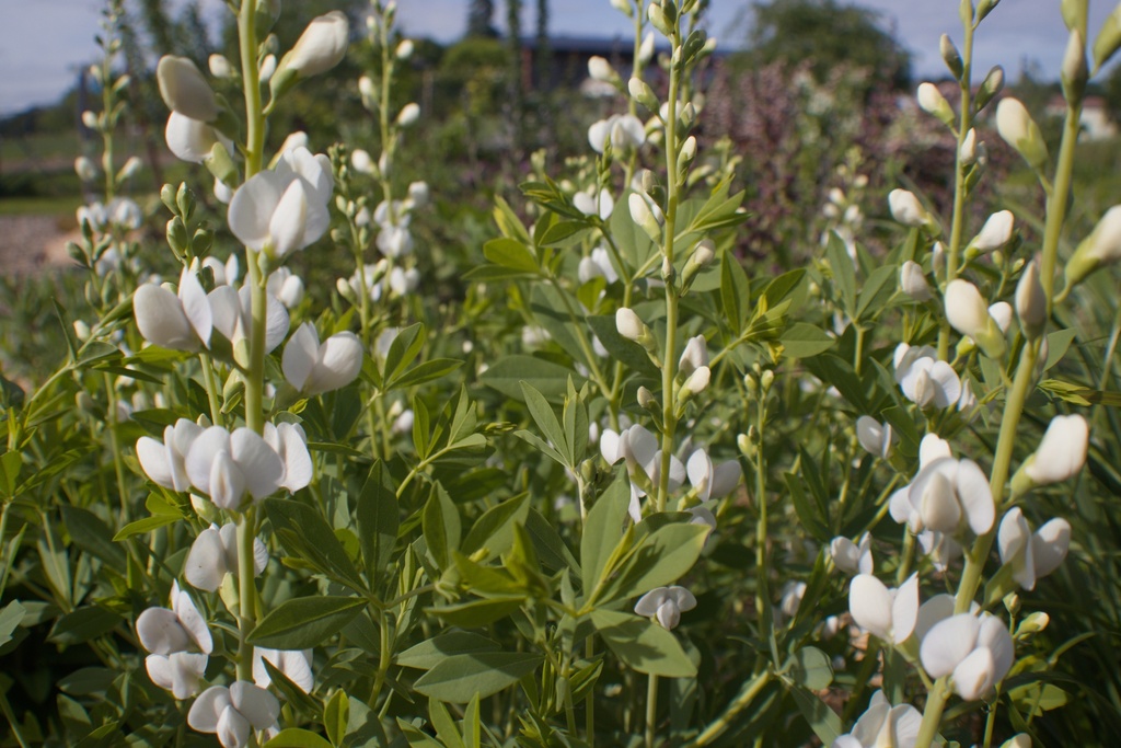Baptisia australis 'Alba' (Bio)