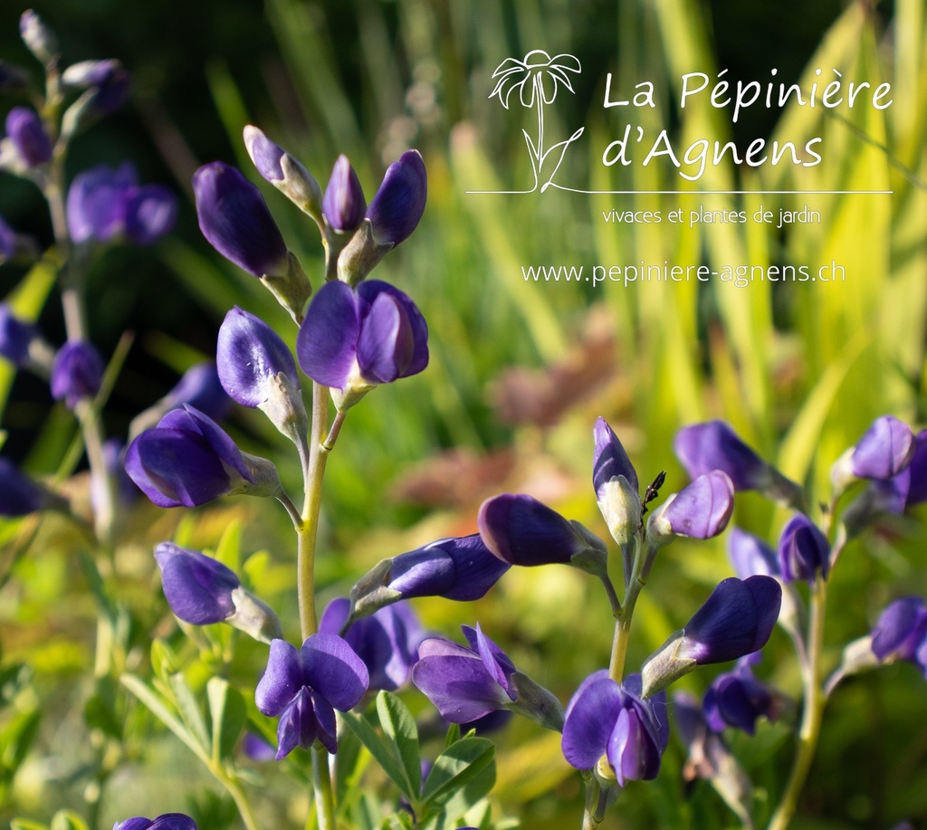 Baptisia australis 'Caspian Blue'