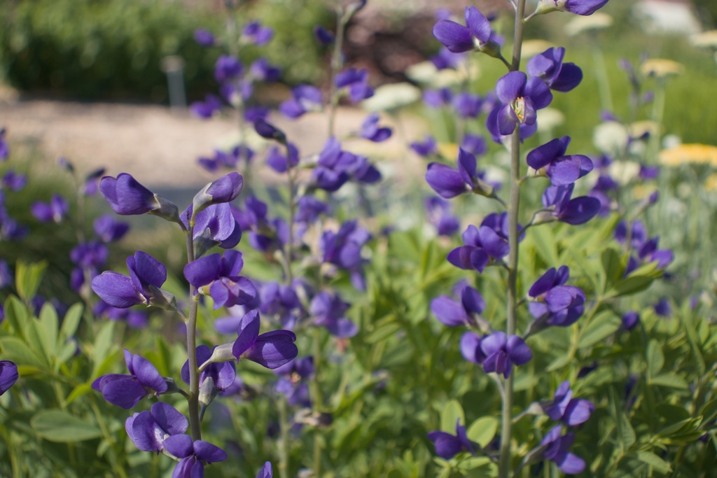 Baptisia australis 'Caspian Blue' (Bio)