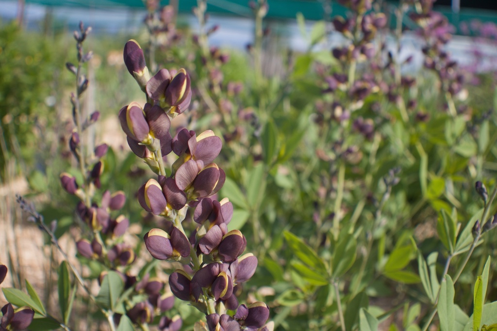 Baptisia hybride 'Chocolate Chip'