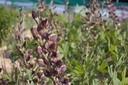Baptisia hybride 'Chocolate Chip'