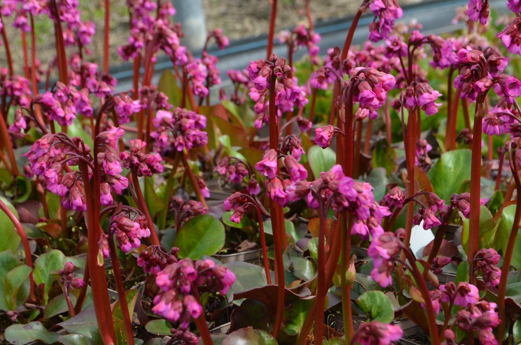 Bergenia cordifolia 'Eroica' (Bio)