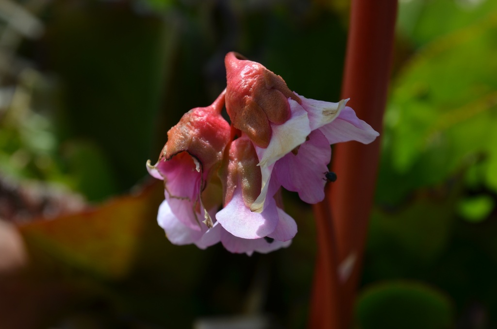 Bergenia hybride 'Baby Doll' (Bio)