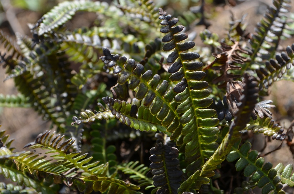 Blechnum penna-marina (Bio)