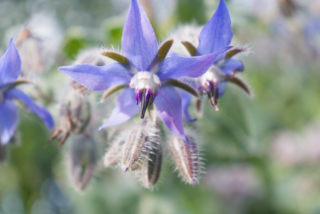 Borago officinalis (Bio)