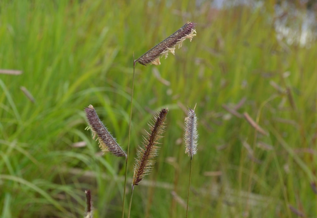 Bouteloua gracilis
