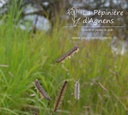 Bouteloua gracilis