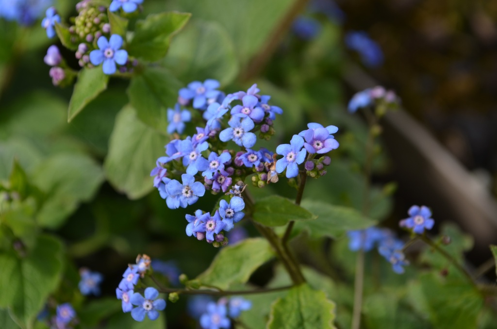 Brunnera macrophylla (Bio)