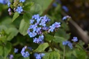 Brunnera macrophylla