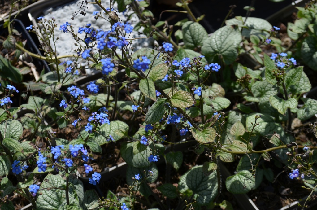 Brunnera macrophylla 'Jack Frost' ®