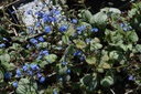 Brunnera macrophylla 'Jack Frost' ®
