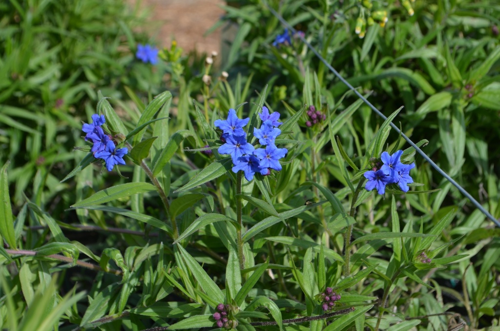 Buglossoides purpurocaerulea (Bio)